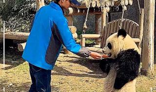 熊猫和饲养员吵架
